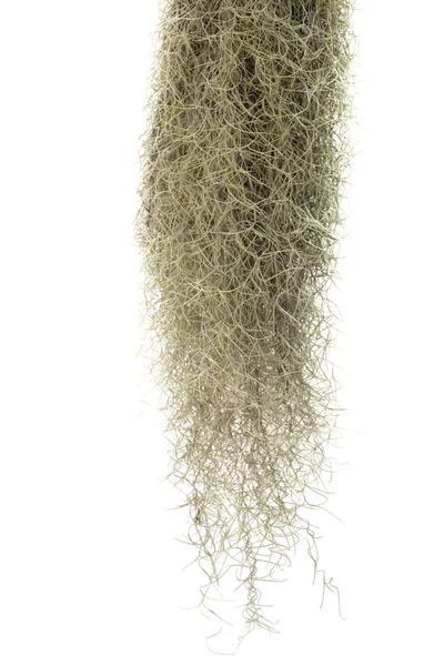 Spanish moss isolate on white background.Clipping path. — Stock Photo, Image