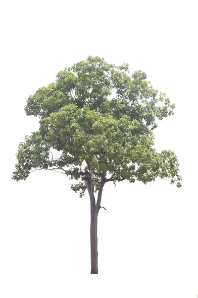 Albero isolato su sfondo bianco. percorso di ritaglio . — Foto Stock