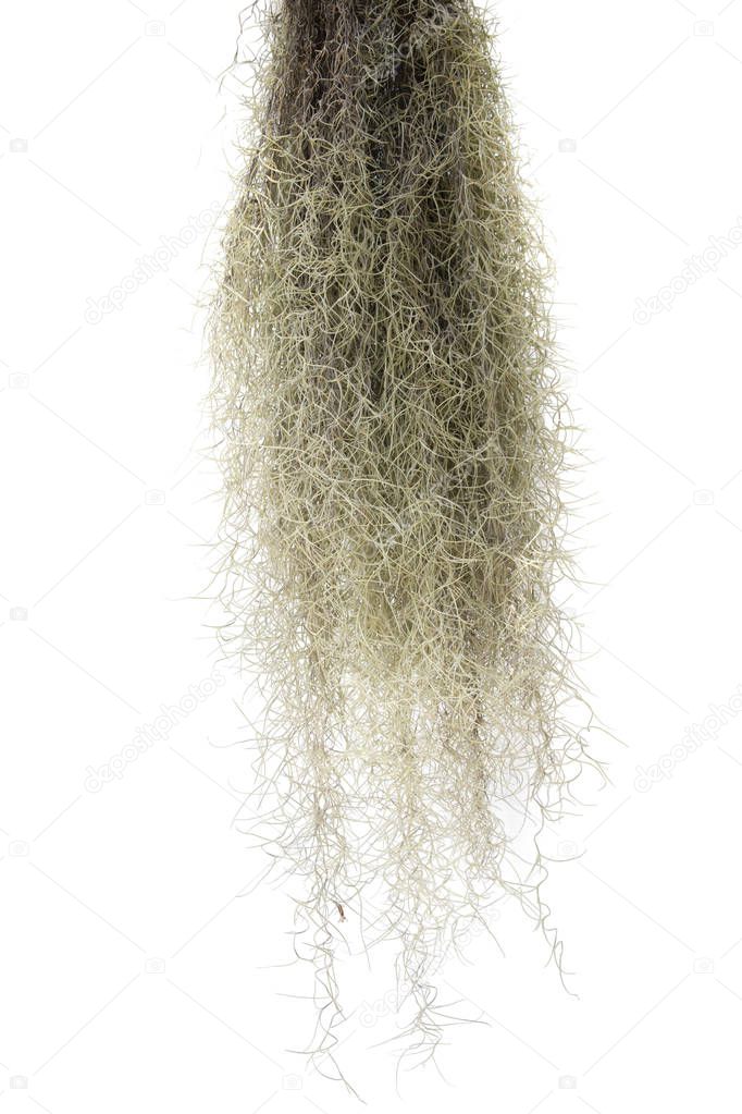 Spanish moss isolate on white background.Clipping path.