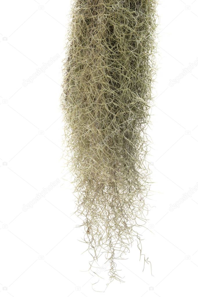 Spanish moss isolate on white background.Clipping path.