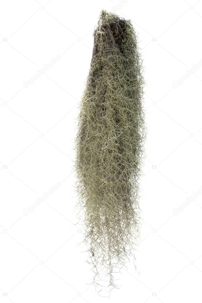 Spanish moss isolate on white background.Clipping path.