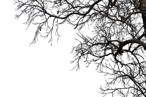 Rami morti, silhouette albero morto o albero secco su dorso bianco — Foto Stock