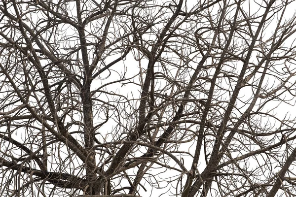 Ramas muertas, Silhouette árbol muerto o árbol seco sobre fondo blanco —  Fotos de Stock