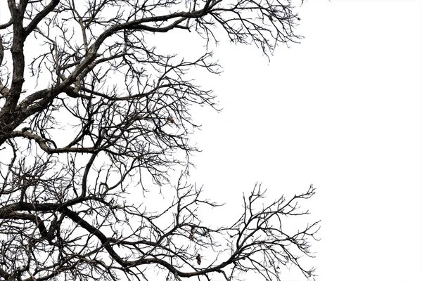 Uschlé větve, silueta uschlého stromu nebo suchý strom na bílém pozadí — Stock fotografie