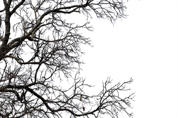 Ramas muertas, Silhouette árbol muerto o árbol seco sobre fondo blanco —  Fotos de Stock