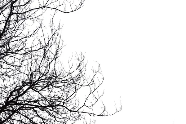 Holtágak, Silhouette kiszáradt fa vagy száraz fa, a fehér háttérben — Stock Fotó