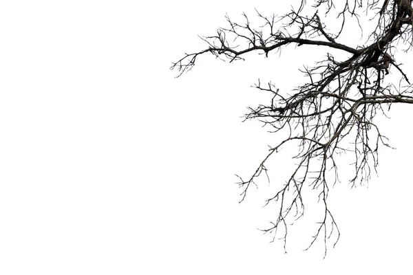 Rami morti, silhouette albero morto o albero secco su dorso bianco — Foto Stock