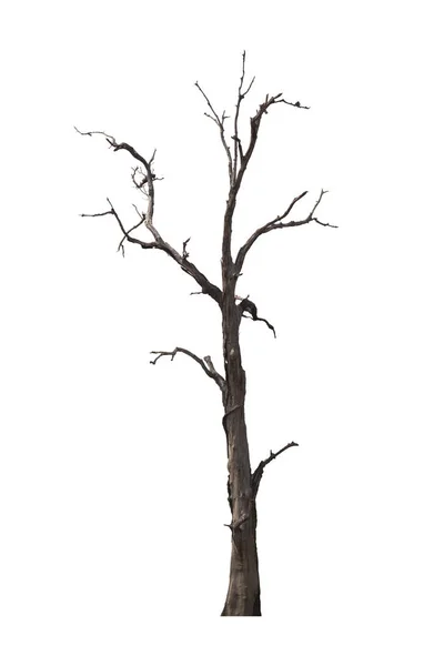 죽은 나무 또는 말린 나무는 흰색 배경에 격리. 클리핑 퍼트 — 스톡 사진