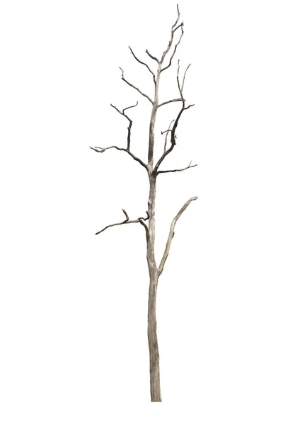 Мертвое или высохшее дерево, изолированное на белом фоне. — стоковое фото