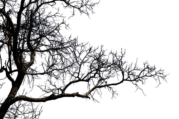 Dead branches , Silhouette dead tree or dry tree on white backgr — Stock Photo, Image