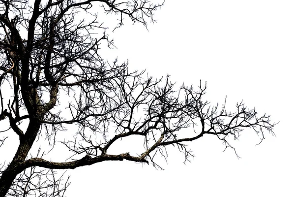 Rami morti, silhouette albero morto o albero secco su dorso bianco — Foto Stock