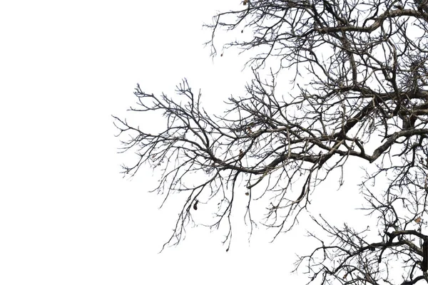 Rami morti, silhouette albero morto o albero secco su dorso bianco — Foto Stock