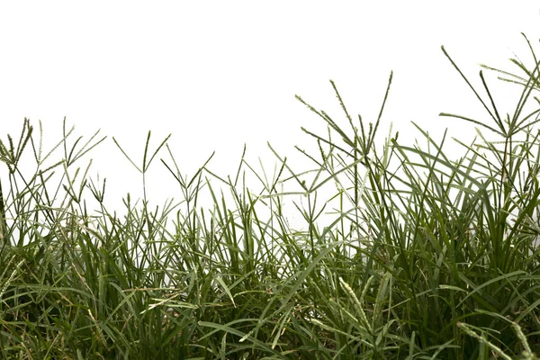Grass isolated on white background. Clipping path. — Stock Photo, Image