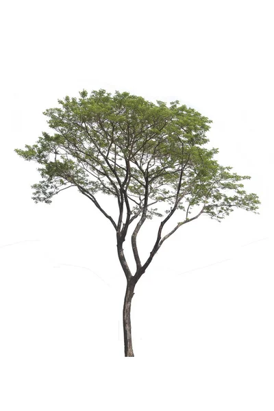Regn träd med elektrisk tråd och väg isolerad på vita bakgrun — Stockfoto