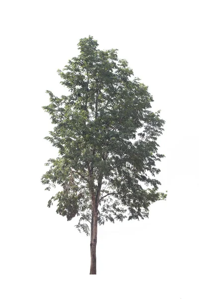 Strom, izolované na bílém pozadí. Barma padauk strom v bílé ba — Stock fotografie
