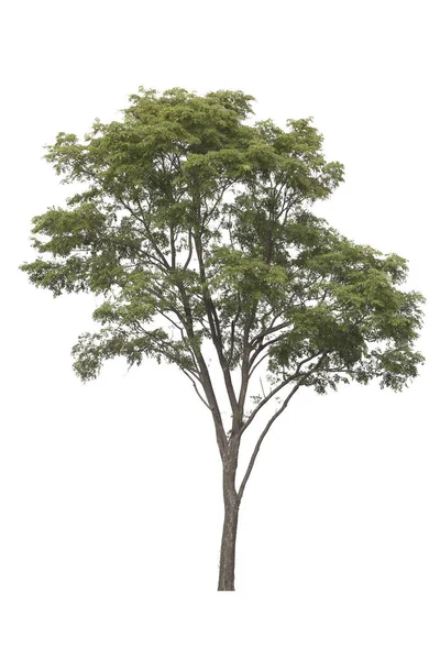 Albero isolato su sfondo bianco. albero padauk Birmania su ba bianca — Foto Stock
