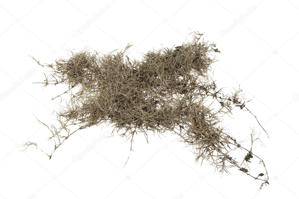 Dry grass isolated on white background.dry grass field with clip