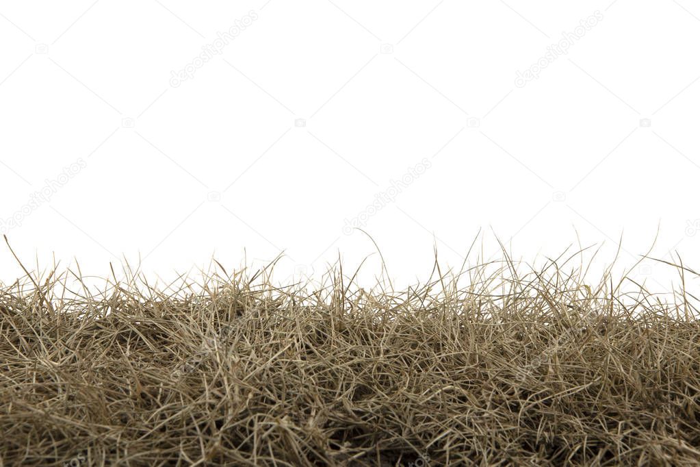 Dry grass isolated on white background.dry grass field with clip