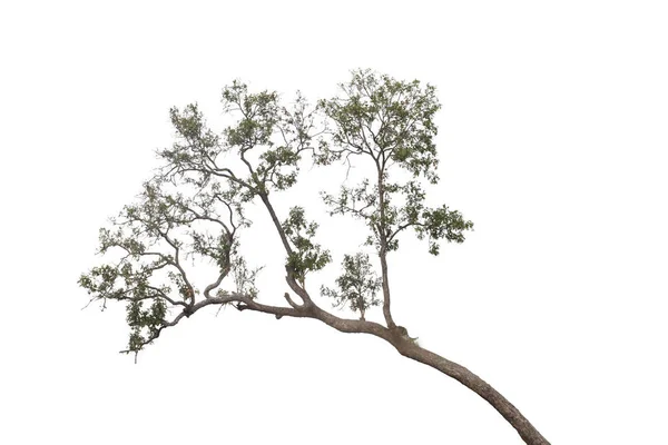 Árbol aislado sobre fondo blanco.Recorte de ruta . — Foto de Stock