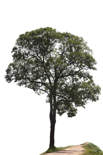 Copac izolat pe fundal alb.Clipping cale . — Fotografie, imagine de stoc