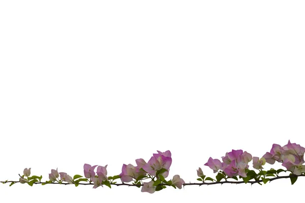 Bougainvilleas branch isolated on white background.Clipping path — Stock Photo, Image