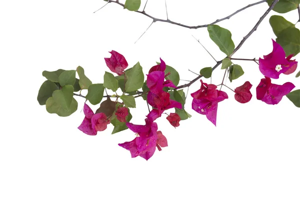 Bougainvilleas branch isolated on white background.Clipping path — Stock Photo, Image