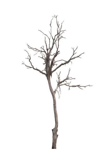 죽은 나무 또는 흰색 배경에 고립 된 건조 나무. 클리핑 파 — 스톡 사진
