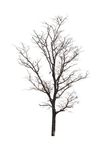 Arbre mort ou arbre séché isolé sur fond blanc. — Photo