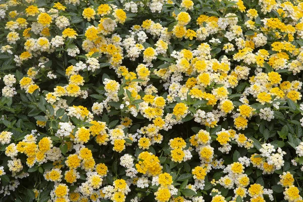 Altın Çiçek Kumaş . Flora arka plan. — Stok fotoğraf