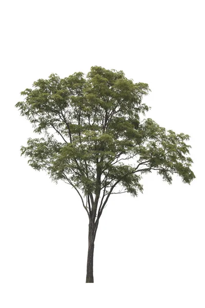 Burma Padauk Baum auf weißem Hintergrund. Baum isoliert auf weißem Ba — Stockfoto