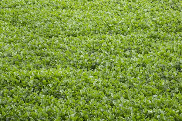 Water hyacinth field background . Water hyacinth plants green le — Stock Photo, Image