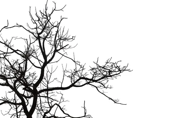Νεκρά κλαδιά, σιλουέτα νεκρό δέντρο ή ξηρή δέντρο σε λευκό έκφραση — Φωτογραφία Αρχείου