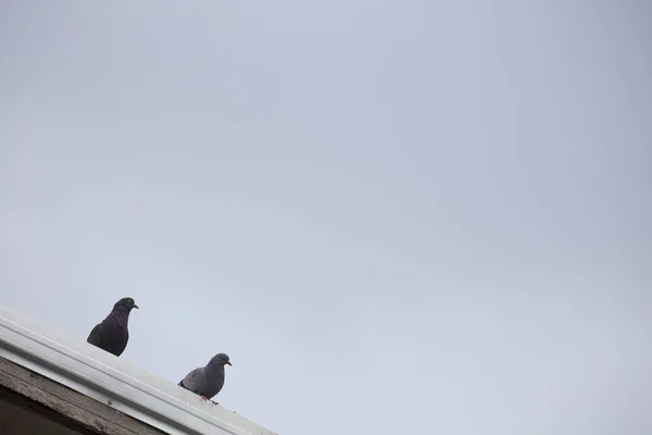 Deux colombes sur le toit avec espace . — Photo