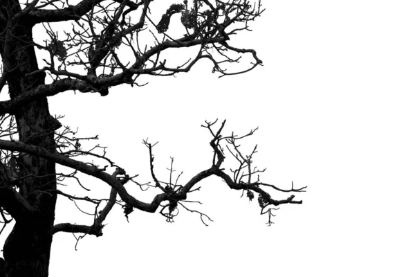 Ramos mortos, árvore morta de silhueta ou árvore seca no backgr branco — Fotografia de Stock