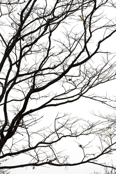Ölü dallar, siluet ölü ağaç veya kuru ağaç üzerinde beyaz backgr