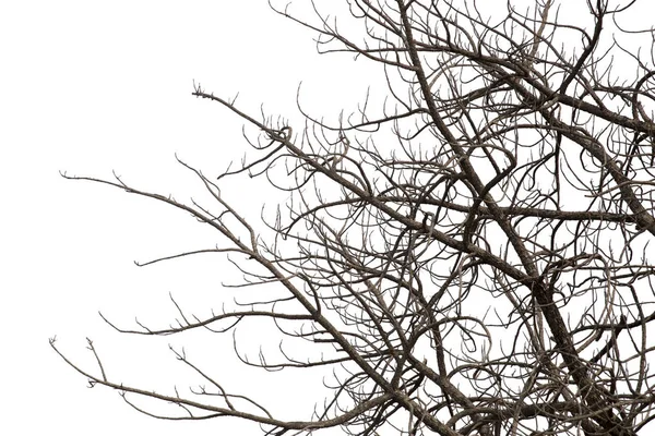 Мертві гілки, силует мертве дерево або сухе дерево на білому фоні — стокове фото