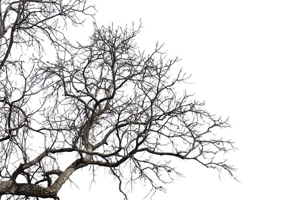 Ramas muertas, Silhouette árbol muerto o árbol seco sobre fondo blanco —  Fotos de Stock