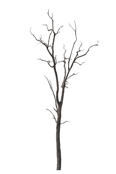 Мертвое или высохшее дерево, изолированное на белом фоне. — стоковое фото