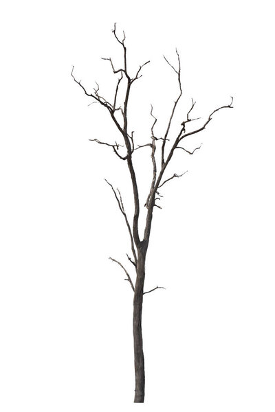 Dead tree or dried tree isolated on white background.Clipping pa