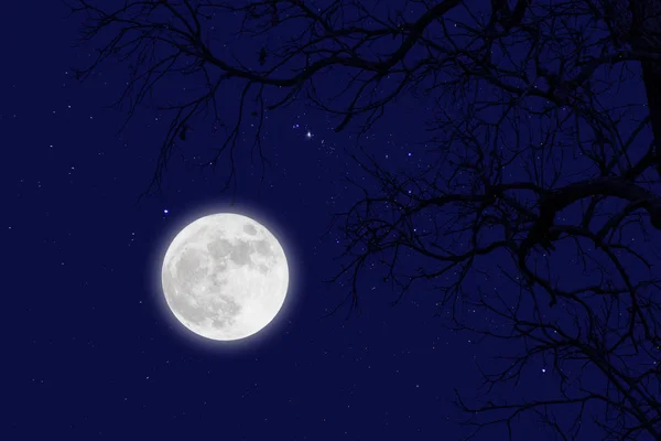 满月和星星与死枝. 冬天 — 图库照片