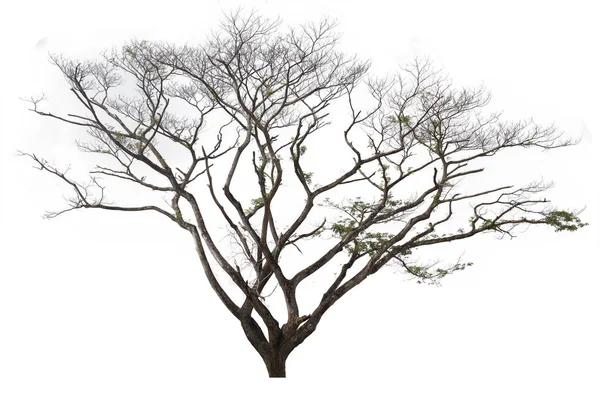 흰색 배경에 고립 된 비 나무입니다. 흰색 b에 고립 된 나무 — 스톡 사진