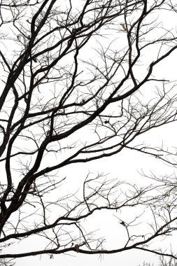Ölü dallar, siluet ölü ağaç veya kuru ağaç üzerinde beyaz backgr