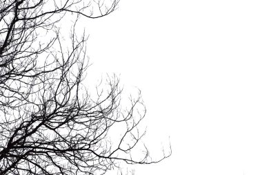 Ölü dallar, siluet ölü ağaç veya kuru ağaç üzerinde beyaz backgr