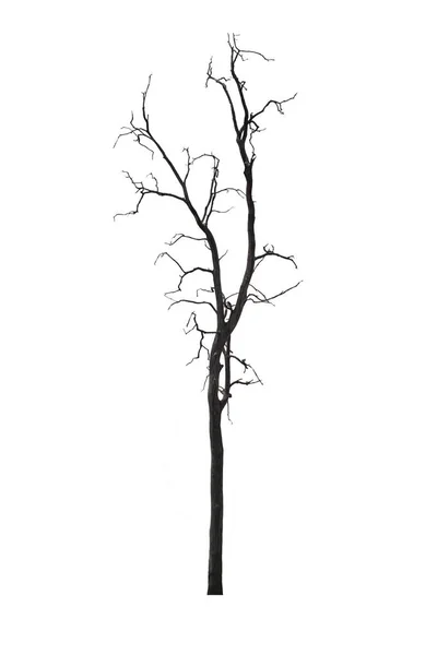 Dead tree or dried tree isolated on white background.Clipping pa — Stock Photo, Image