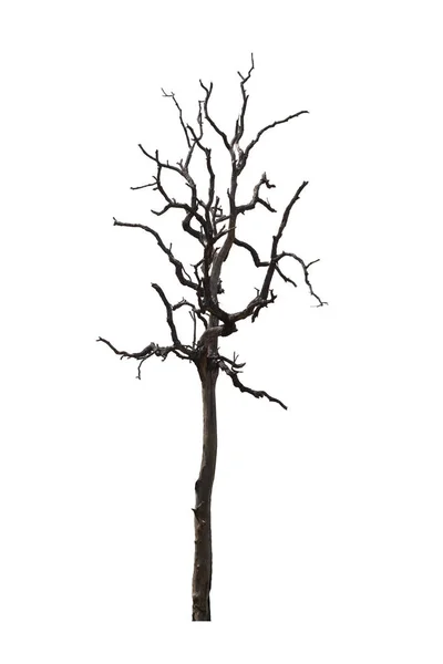 Árvore morta ou árvore seca isolada em fundo branco.Clipping pa — Fotografia de Stock