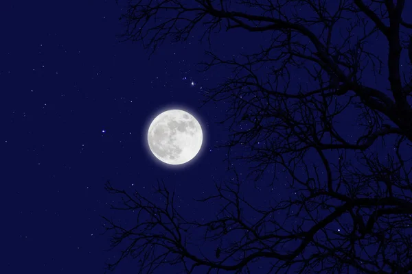 Pleine lune et étoile aux branches mortes .hiver — Photo