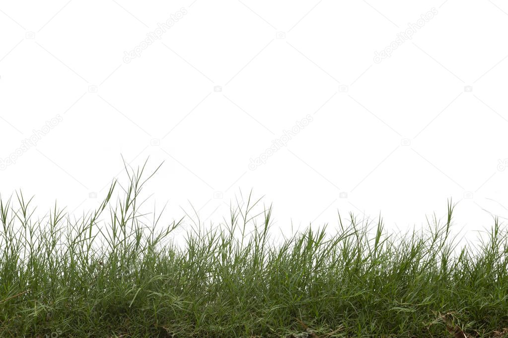 Grass isolated on white background. Clipping path.