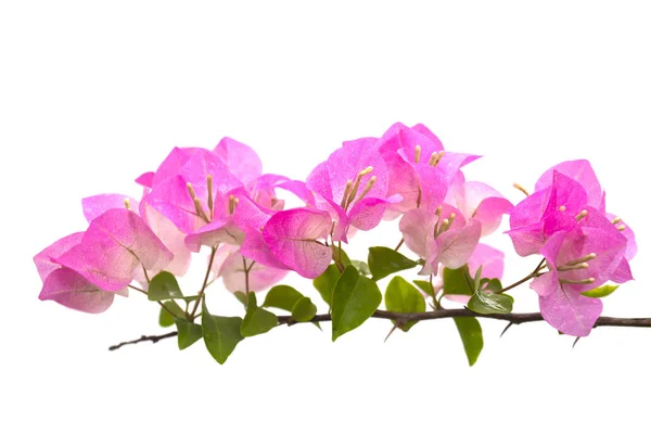 Bougainvilleas or paper flower  isolated on white background. Cl — Stock Photo, Image