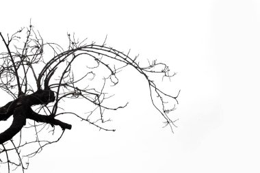 Ölü dallar, siluet ölü ağaç veya kuru ağaç üzerinde beyaz backgr
