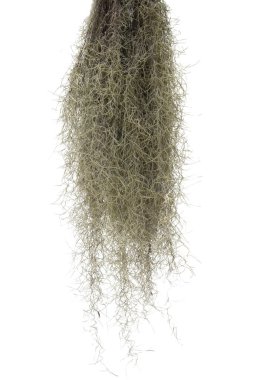 İspanyol yosun beyaz arka planda izole. Kırpma yolu.